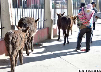 Sector de la Terminal sirve de baño hasta para los burros