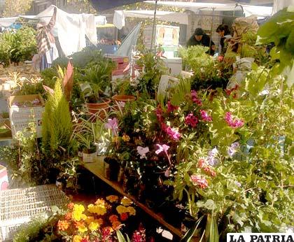 Las plantas requieren de mayores cuidados en invierno