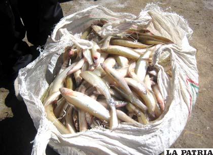 En noches de luna llena, la pesca se hace más difícil