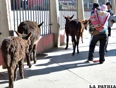 Burros en la Terminal de Buses, puerta principal de ingreso a Oruro