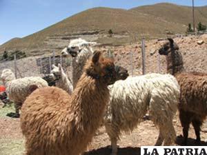 Sedag incentiva la realización de ferias productivas municipales