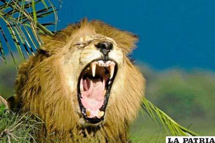 León africano