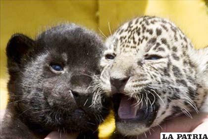 Un proyecto busca es conectar los bosques de los 18 países latinoamericanos donde habita el jaguar para que las poblaciones del felino entren en contacto. EFE/Archivo