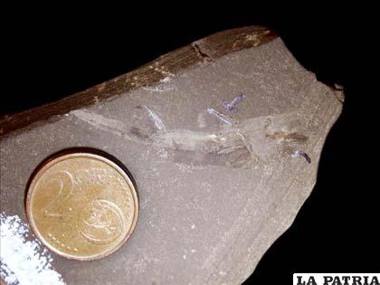 Fósil de tiburón de agua dulce, hallado en la provincia de Cuenca, de 125 millones de años y 4.5 centímetros de longitud