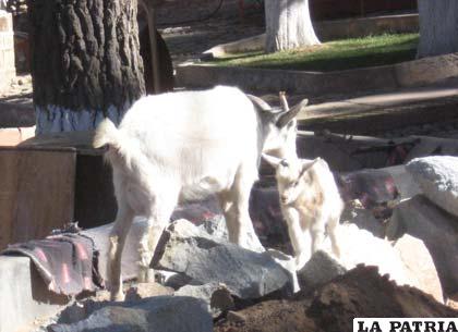 Durante el invierno nació una cría de chivo en el Zoológico Andino de Oruro