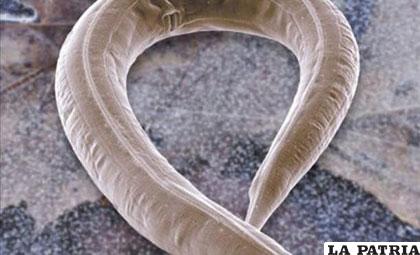 Imagen microscópica de un gusano nematodo llamado Caenorhabditis elegans. EFE/Archivo