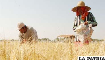 Los productores están alarmados por la baja producción de trigo en el país. Foto: Arch. ANF