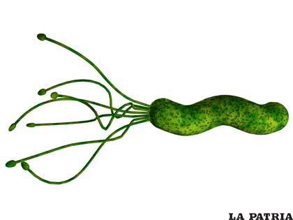 La peligrosa bacteria que puede causar cáncer de estómago (Foto wormsandgermsblog.com)