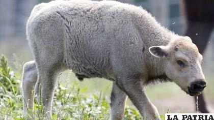 Indígenas de EE.UU., celebran nacimiento de bisonte blanco. FOTO noticierostelevisa.esm