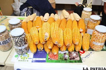 Semillas de maíz mejorado