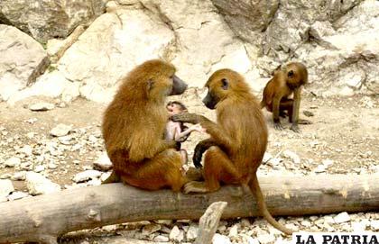 Zoológico francés expulsa a decenas de monos por vándalos