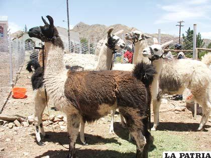 Expo Camélidos presentará potencialidad productiva orureña
