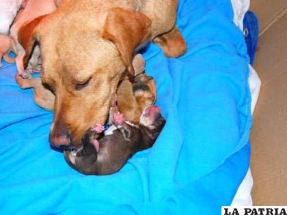 La ternura está presente en el mundo animal