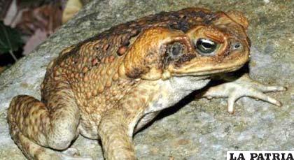 El anfibio “Rhinella marina”