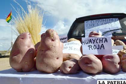 Diez variedades de papa son las que se expusieron en la Feria de Camélidos y sus derivados