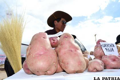 Siembran cada surco con distinta especie y crecen en una especie de “competencia”