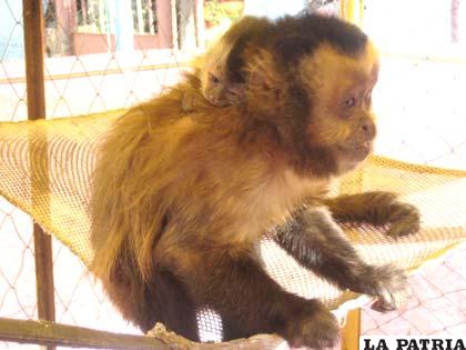 Simios del Zoo Andino