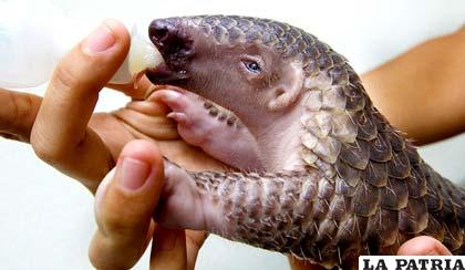 Un pequeño pangolín es alimentado