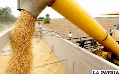 Excedentes de soya podrán ser exportados