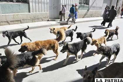 Las jaurías de perros, una creciente amenaza para la población