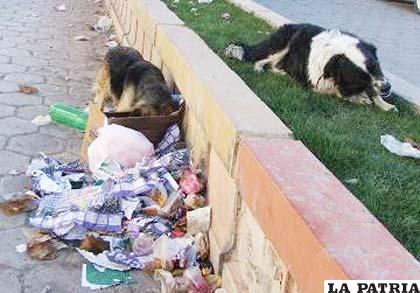 La problemática “basura en las calles” solo se combatirá con la educación ambiental
