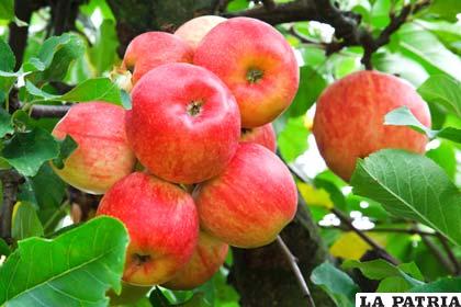 En Oruro existen terrenos donde se pueden adaptar especies frutales como la manzana