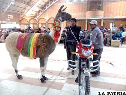 Mejor ejemplar llama macho q’ara junto a sus propietarios y el premio