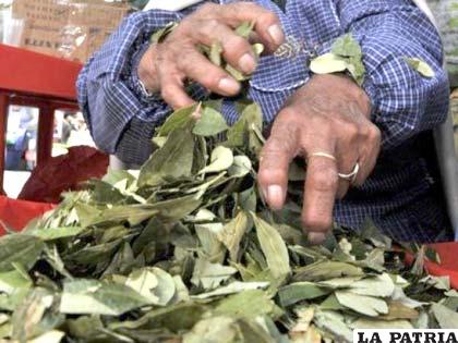 Evo Morales promocionará la hoja de coca en la ALBA