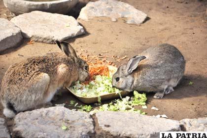 Los conejos silvestres tienen orejas de aproximadamente 7 centímetros de largo y una cola corta