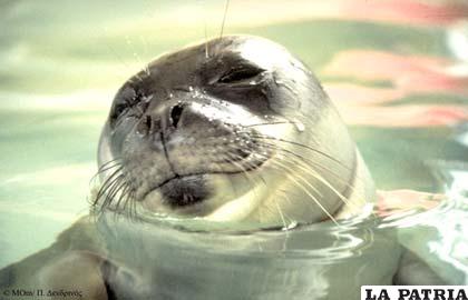 Un ejemplar de la foca monje del Mediterráneo