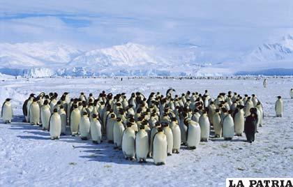 El pingüino emperador se reproduce sobre el hielo marino