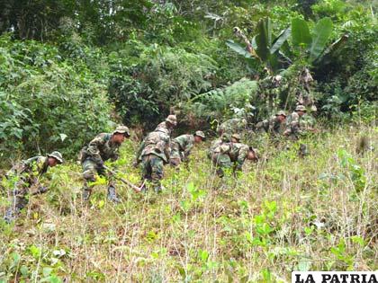 Comenzaron las tareas de erradicación de coca excedentaria en Charazani