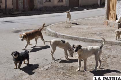 La población canina es la más vulnerable para contraer la rabia