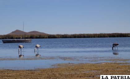Se acondicionará una parte del lago Poopó para mejorar la producción pesquera