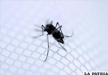 El chikunguña es transmitida por los mosquitos Aedes Aegypti y Aedes Albopictus