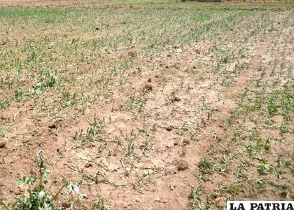 Varios productos agrícolas están en riesgo por la sequía