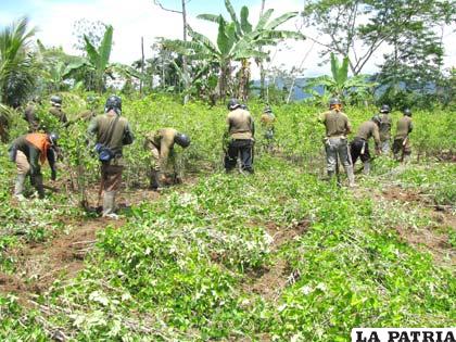 Efectivos de la Fuerza de Tarea Conjunta en pleno proceso de erradicación de coca
