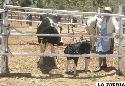 Con la compra de la granja de Huancaroma se pensaba mejorar la producción lechera