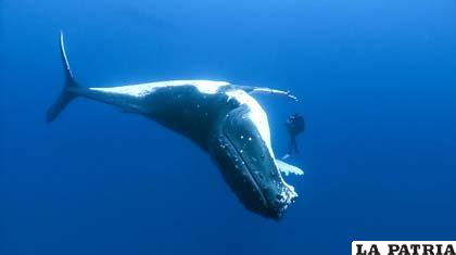 La ballena azul se alimenta de 40 millones de camarones al día