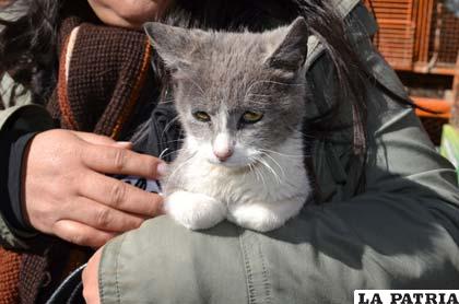 Uno de los gatitos se sentó en los brazos de una de las voluntarias tras su rescate