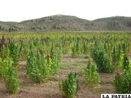 Oruro es el principal productor de quinua del país