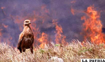 Algunos animales han evolucionado para hacer frente a las llamas