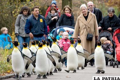 Los pingüinos tienen muchas cualidades, por ejemplo son buenos padres