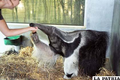 Una persona acaricia a un oso hormiguero gigante en un parque zoológico