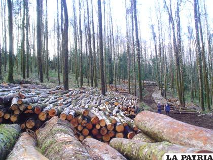 Argentina aprobó a finales de 2007 una ley nacional para proteger los bosques nativos