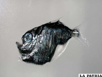 Por la forma desproporcionada de su cuerpo también es llamado pez hacha