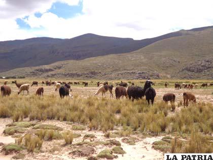 Oruro soportó temperaturas gélidas