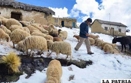 Ganado ovino busca forraje que fue cubierto por la nevada /ANF