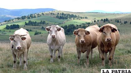 La producción de carne es poco eficiente, pues entre más largo sea el proceso, más energía se pierde