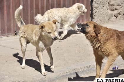 Incremento de casos de rabia canina preocupa a autoridades /Foto archivo